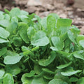 Heirloom Upland Cress Seeds - Non-GMO Barbarea verna Greens for Salads & Sandwiches, Fast Germination, 200 Seeds
