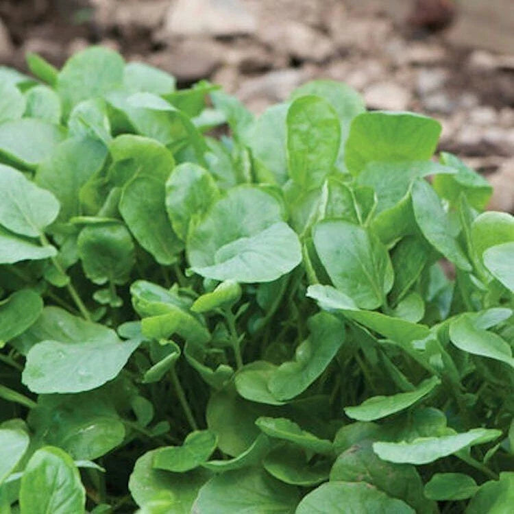 Heirloom Upland Cress Seeds - Non-GMO Barbarea verna Greens for Salads & Sandwiches, Fast Germination, 200 Seeds