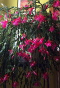 Christmas Cactus Starter Plant - Old Fashioned Pink Schlumbergera truncata - Indoor Houseplant, Pet-Friendly, 4-Inch Pot