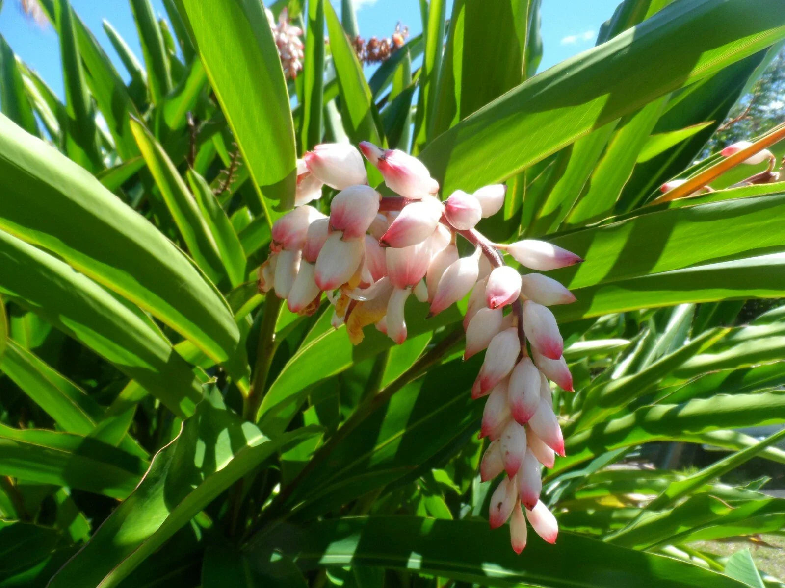 Live Shell Ginger Rhizome - Alpinia Zerumbet - Exotic Porcelain Lily with Fragrant Flowers for Garden or Indoor Plant