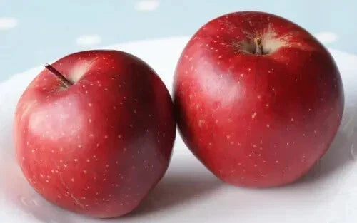 Baya Marisa Apple Seeds – Organic Fruit Tree Seeds for Home Gardening – Malus domestica, USA