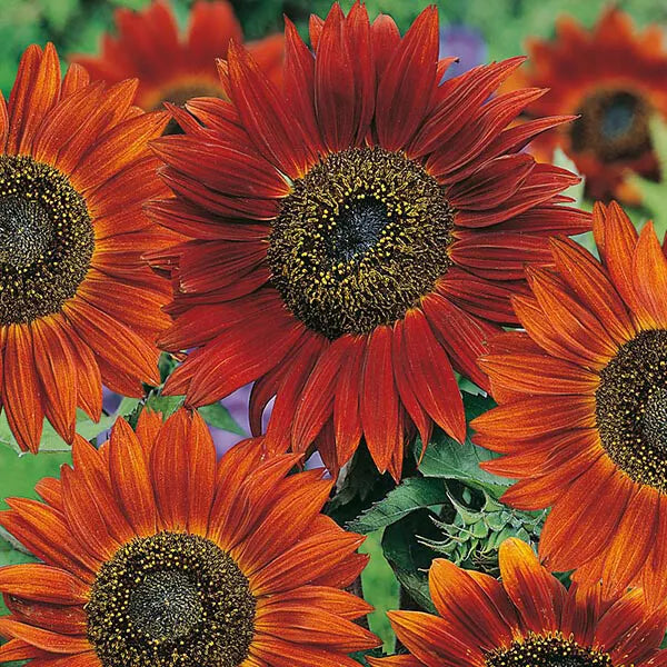 Sunflower Seeds Velvet Queen Pack – Helianthus annuus Annual Flower Seeds for Garden, Wildflower, Pollinator Attractant