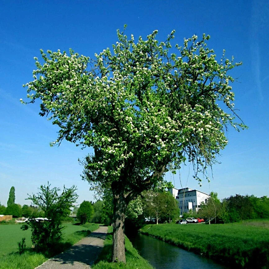 European Pear Tree Seeds - Pyrus Communis for Garden, Fruit & Flowering, Hardy Deciduous Tree, Full Sun, Well-Drained Soil