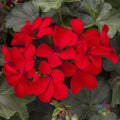 Caliente Deep Red Geranium Seeds - 25+ Pelargonium x hortorum for Garden, Pots & Hanging Baskets, Full Sun, Easy to Grow