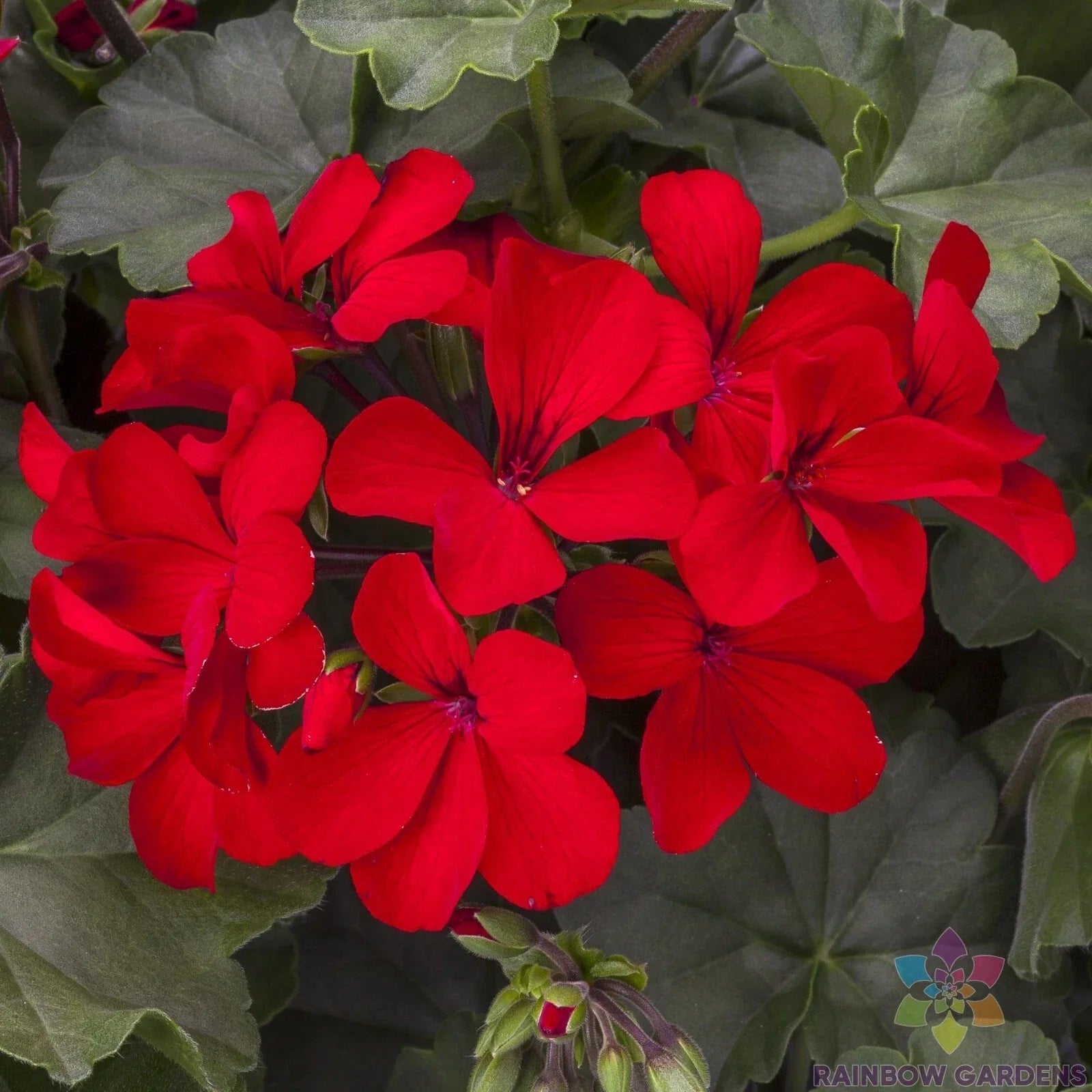 Caliente Deep Red Geranium Seeds - 25+ Pelargonium x hortorum for Garden, Pots & Hanging Baskets, Full Sun, Easy to Grow