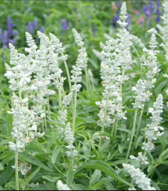 Salvia Seeds - 200 Non-GMO Victoria Series White Flowers for Pollinators & Bees - Perennial Herb