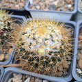 Mammillaria Nivosa Succulent Plant - Bare Root Cactus for Indoor Outdoor Gardening - Woolly Texture, Yellow Flowers