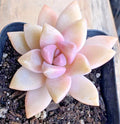 Unrooted Succulent Cuttings - Pink Graptopetalum paraguayense - Ghost Plant - 2.5" Rosette Forming Succulent