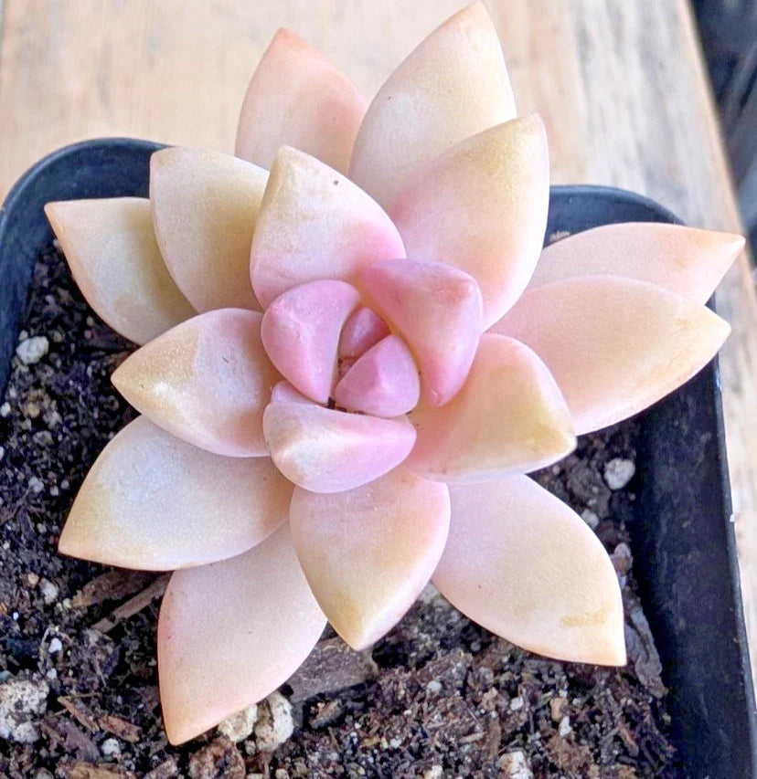 Unrooted Succulent Cuttings - Pink Graptopetalum paraguayense - Ghost Plant - 2.5" Rosette Forming Succulent