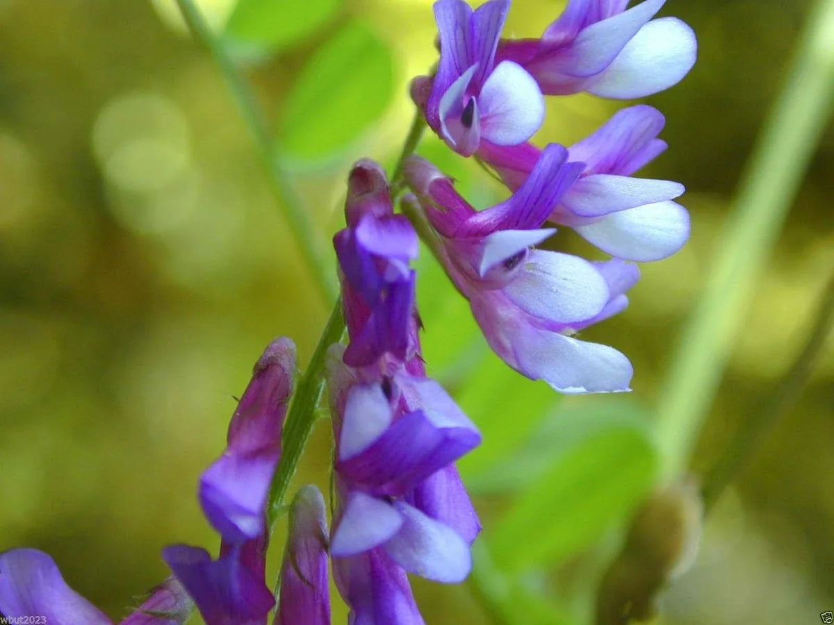 Hairy Vetch Seeds 1000 Count - Cover Crop, Green Manure, Pasture, Silage - Vicia villosa
