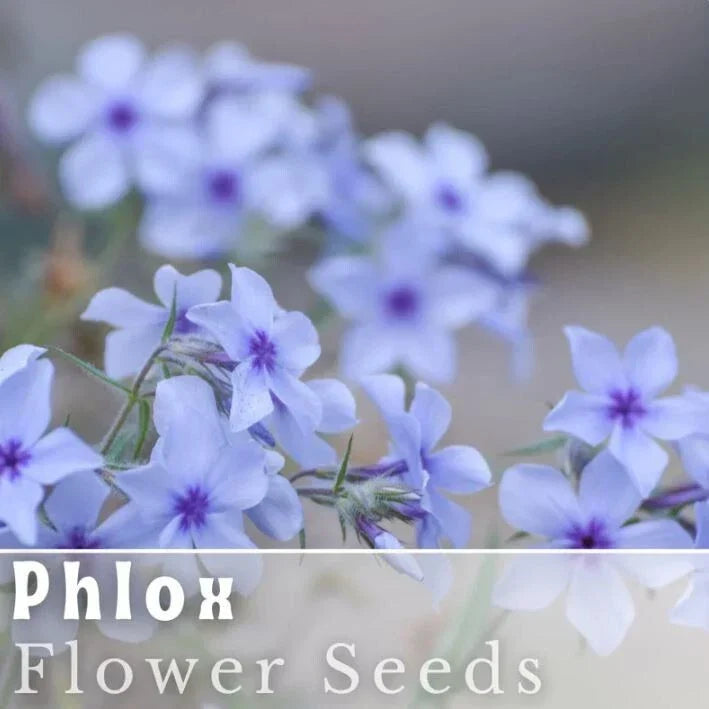 Blue Flame Phlox Seeds - 125 Count, Annual Flower Seeds for Garden Beds & Borders, Phlox paniculata, Vibrant Blue Blooms