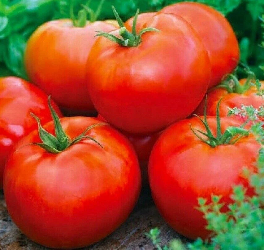 ACE 55 Tomato Seeds - 100+ Pack, Culinary Cooking, Solanum lycopersicum, Juicy Red Tomatoes for Sauce & Salad