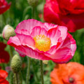 Double Mix Shirley Poppy Seeds, Pink Red Wildflower Seeds, Papaver rhoeas, Garden Flower, Butterfly Attracting, Cottage Garden