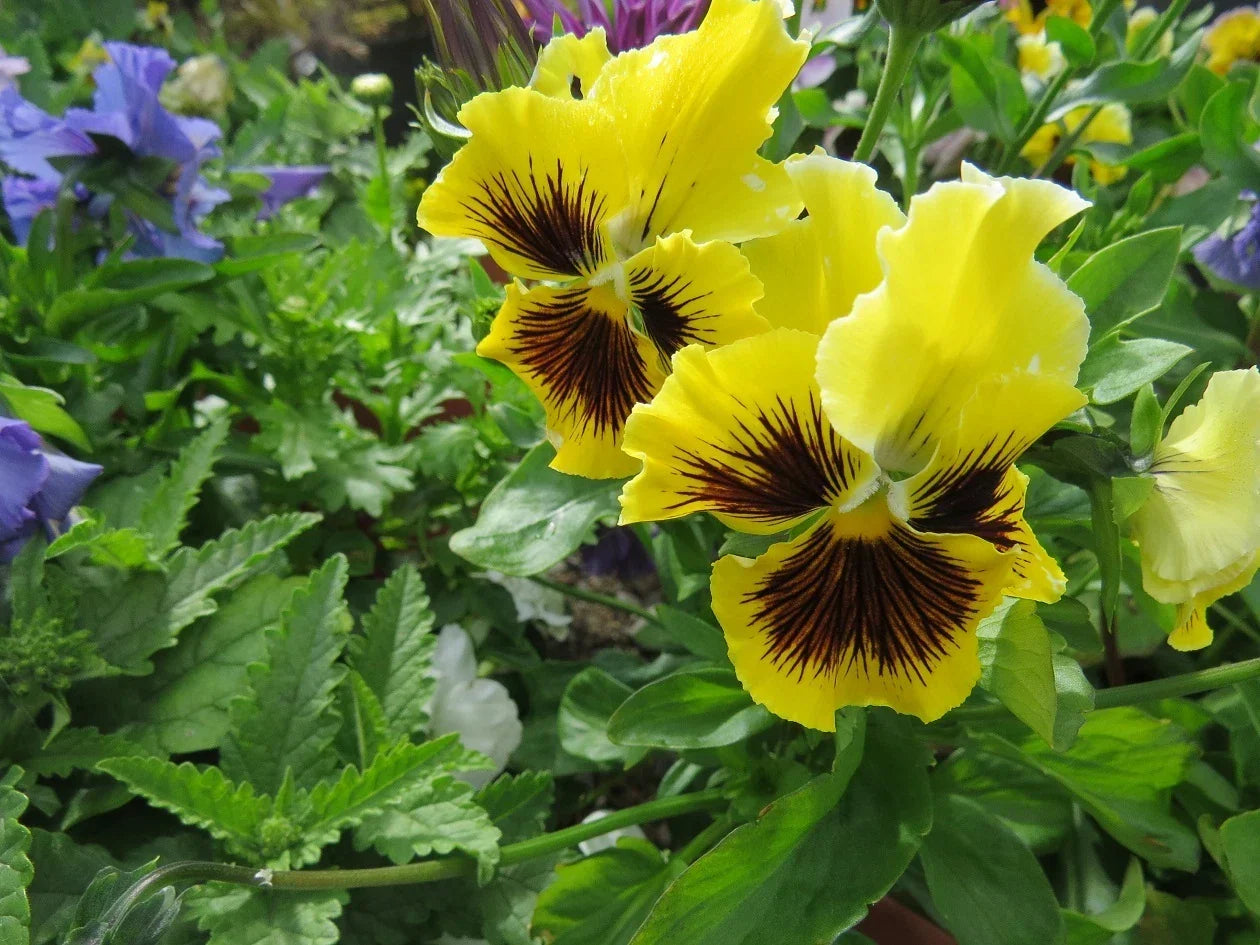 Pansy Seeds - Frizzle Sizzle Yellow - Viola wittrockiana - Garden Flower Seeds for Borders & Containers