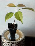 Live Emperor Lychee Plant - Tropical Fruit Tree (Nephelium lappaceum) - No State Restrictions