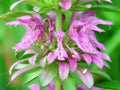 Lemon Mint Flower Seeds 100 Pack - Monarda citriodora Aromatic Herb for Pollinator Gardens and Culinary Use