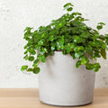 Pilea Baby Tears Live Rooted Starter Plants - Easy Care Indoor Houseplant
