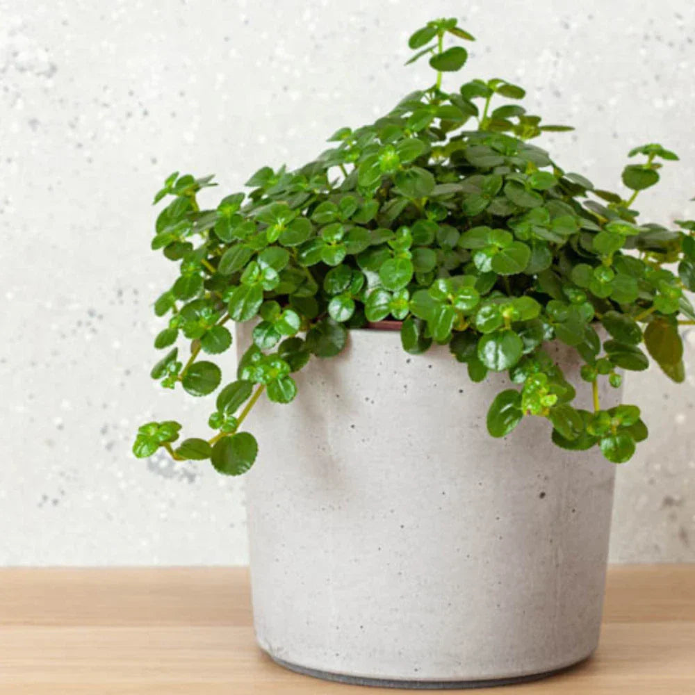 Pilea Baby Tears Live Rooted Starter Plants - Easy Care Indoor Houseplant