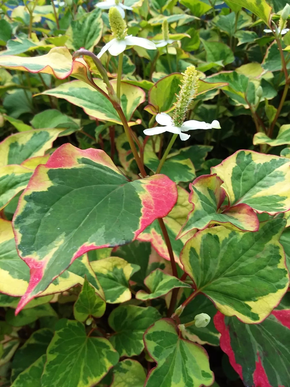 Bare Root Perennials Set – Houttuynia "Chameleon", Gooseneck, Yellow Loosestrife – Fast Growing Garden Plants, Zones 3-9