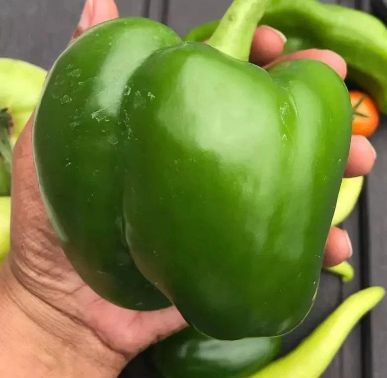 Giant Keystone Heirloom Organic Tomato Seeds – Non-GMO, Sweet, Pest-Resistant, 25+ Seeds, Solanum lycopersicum