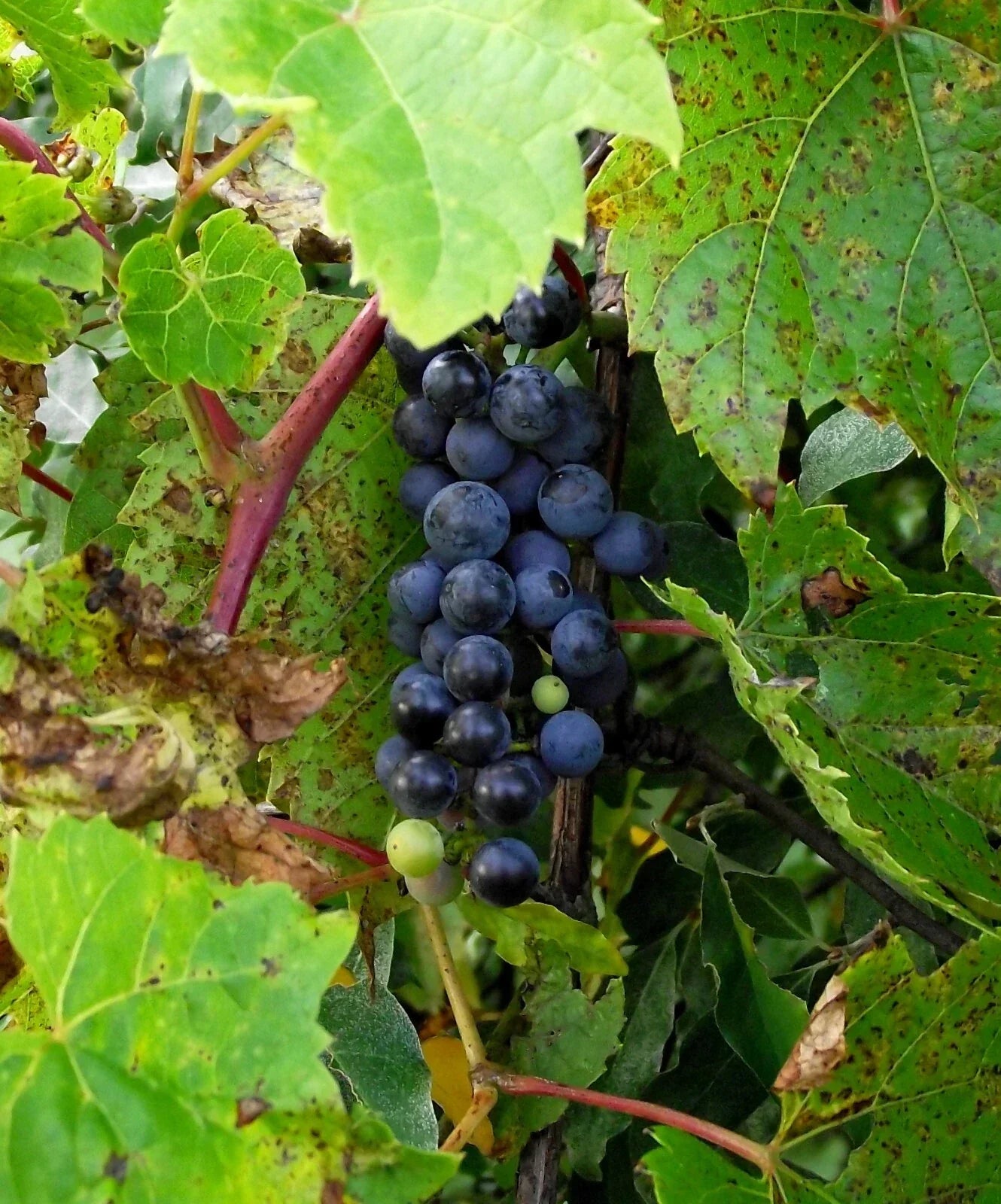 Riverbank Grape Seeds, Vitis riparia, Hardy Climbing Vine for Edible Grapes & Landscaping, 20 Seeds