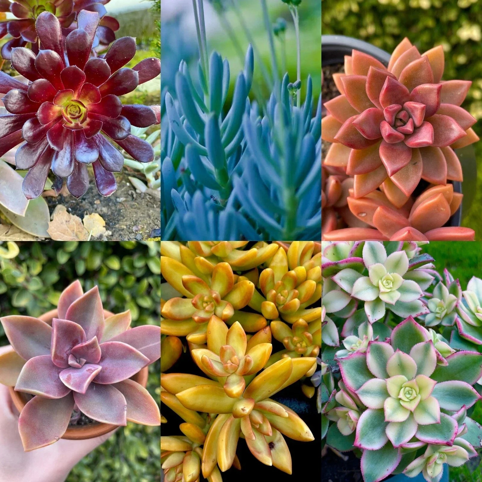 Rainbow Succulent Bundle - 6 Colorful Live Succulents or Cuttings - Assorted Varieties for Indoor & Outdoor Decor