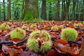 Colossal Chestnut Tree Seeds - Large Size, Castanea sp. for Nut Production & Shade