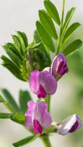 50+ Common Vetch Seeds - Heirloom Vicia sativa Legume for Soil Enrichment & Garden Planting, Pack of 50+ Seeds