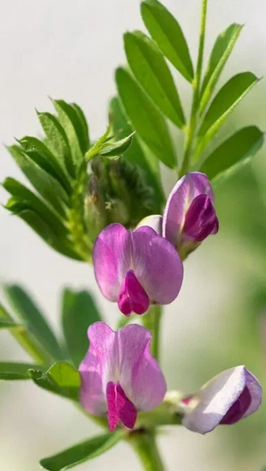 50+ Common Vetch Seeds - Heirloom Vicia sativa Legume for Soil Enrichment & Garden Planting, Pack of 50+ Seeds