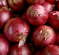 Red Creole Onion Seeds - 200+ Allium cepa Short Day Vegetable Garden, Bulb-Forming, Full Sun