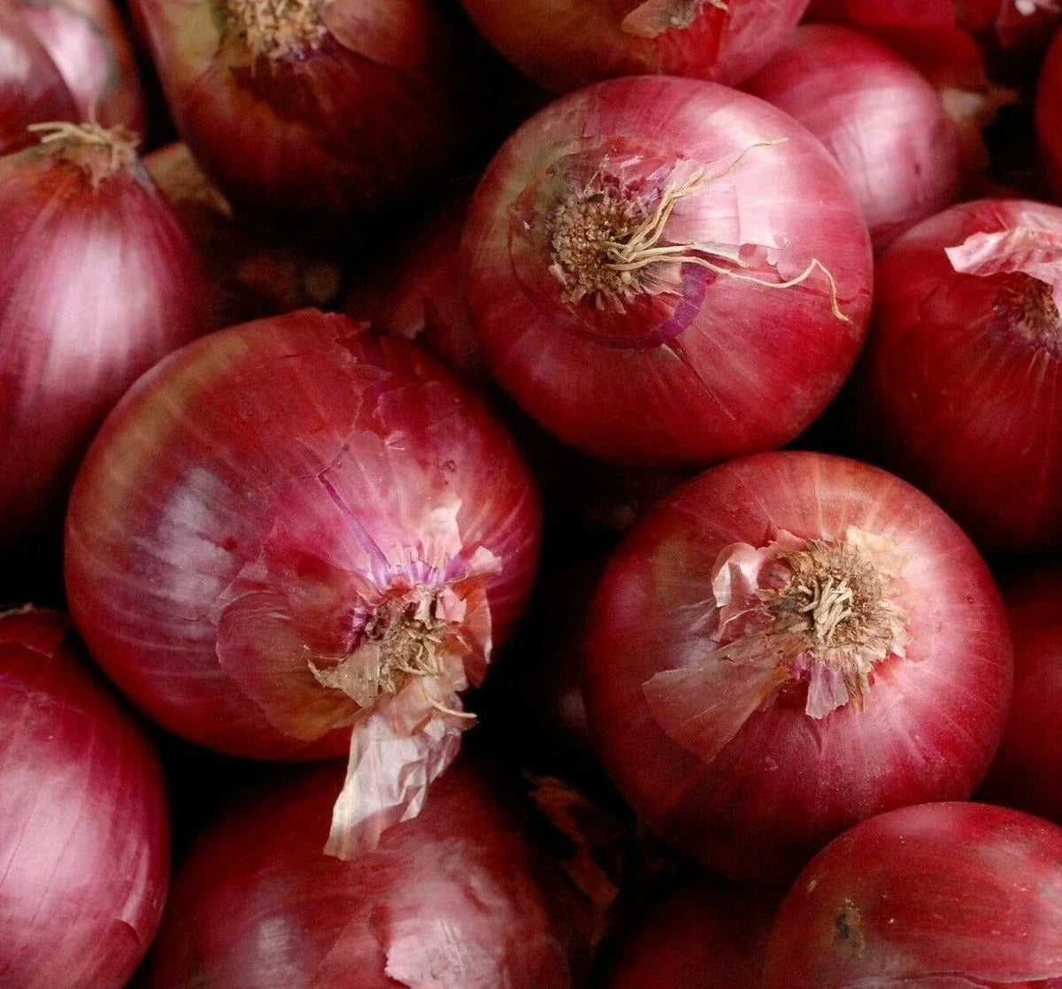 Red Creole Onion Seeds - 200+ Allium cepa Short Day Vegetable Garden, Bulb-Forming, Full Sun
