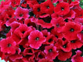 Petunia Seeds - 50 Bright Red Petunia x hybrida for Containers, Hanging Baskets, Windowsills