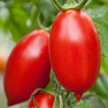Amish Paste Tomato Seeds – Heirloom Solanum lycopersicum for Canning & Cooking, Large Paste-Style Fruits, Non-GMO Seed Packet