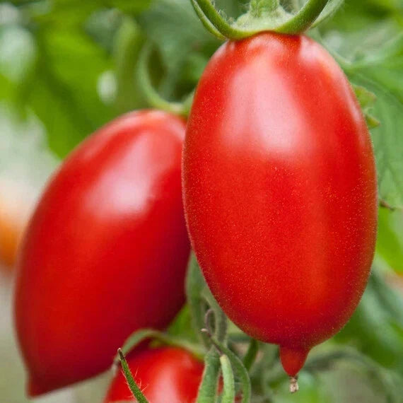 Amish Paste Tomato Seeds – Heirloom Solanum lycopersicum for Canning & Cooking, Large Paste-Style Fruits, Non-GMO Seed Packet