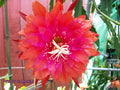 Epiphyllum Orchid Cactus Cutting "PRICELESS" Rare Variety, Epiphyllum spp., Indoor Houseplant, Unique Gift