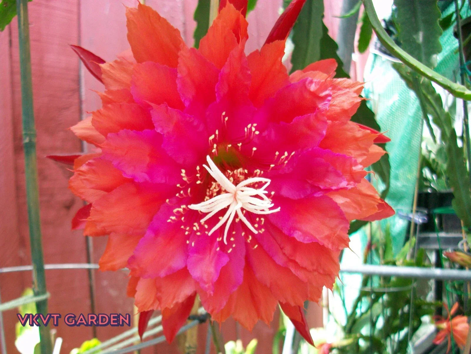 Epiphyllum Orchid Cactus Cutting "PRICELESS" Rare Variety, Epiphyllum spp., Indoor Houseplant, Unique Gift