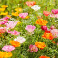 California Mission Bells Mix Poppy Seeds - 200+ Seeds for Garden, Papaver spp., USA Grown, Flowering Annual
