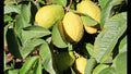 Beaumont Guava Seeds – Psidium guajava – Tropical Fruit Tree – 50+ Seeds for Garden Planting