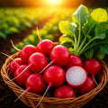 Cherry Belle Radish Seeds - Heirloom, Non-GMO, Organic, Raphanus sativus, 600+ Seeds for Home Garden, Salad, Container Growing