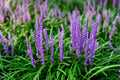 Liriope spicata Bare Root Plants - 25 Creeping Ground Cover for Full Sun, Drought Tolerant, Low Maintenance, Lilyturf Grass