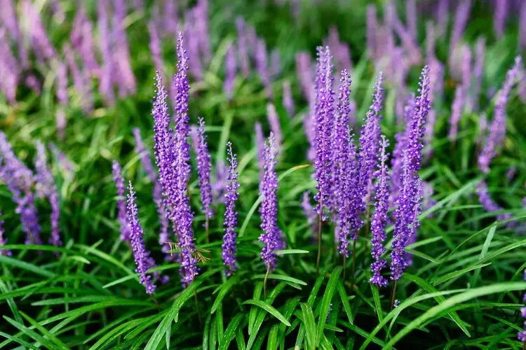 Liriope spicata Bare Root Plants - 25 Creeping Ground Cover for Full Sun, Drought Tolerant, Low Maintenance, Lilyturf Grass