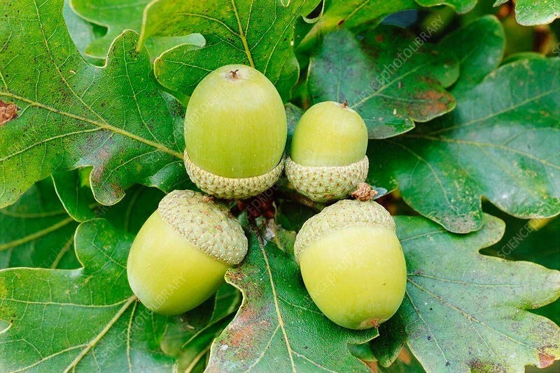 25 White Oak Acorn Seeds - Quercus alba - Native Tree Seeds for Planting - Zone 4-8