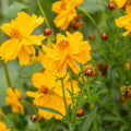 Cosmos sulphureus Seeds - 200+ Bright Yellow Cosmos Flower Seeds for Garden, Borders, Containers