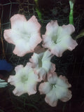 Brugmansia Cuttings - Pink Angel Trumpet - 5 Fresh Cuttings - Easy to Grow, Fragrant Blooms - Brugmansia spp.