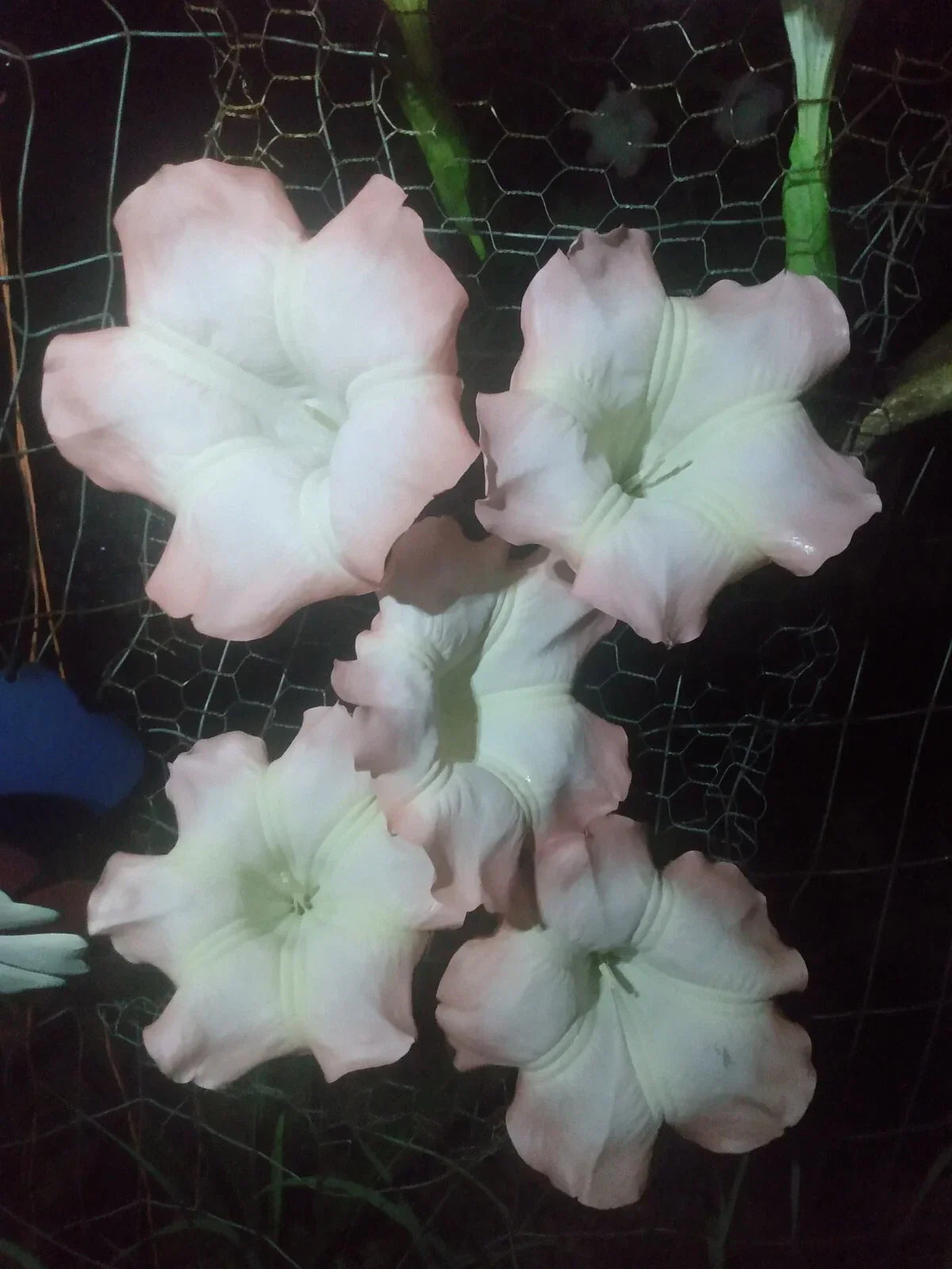 Brugmansia Cuttings - Pink Angel Trumpet - 5 Fresh Cuttings - Easy to Grow, Fragrant Blooms - Brugmansia spp.