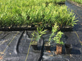 Green Giant Thuja Trees 10-14" in Pots, Thuja standishii x plicata, Evergreen Privacy Screen, Fast-Growing Hedge Plants, Box of 50