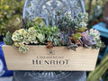 Succulent Arrangement Starter Kit with 25+ Assorted Cuttings in Wine Box - DIY Indoor Plant Gift for Beginners