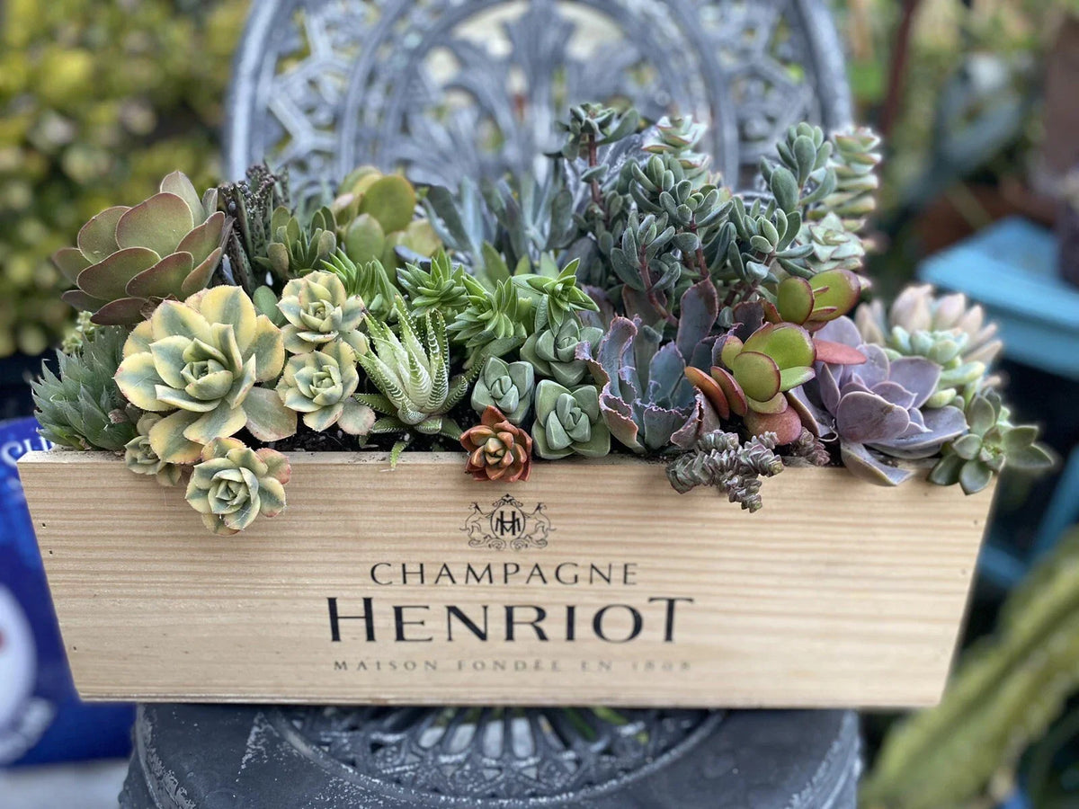 Succulent Arrangement Starter Kit with 25+ Assorted Cuttings in Wine Box - DIY Indoor Plant Gift for Beginners