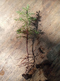 Eastern Red Cedar Seedlings 4-6" | Juniperus virginiana Native Evergreen Plants for Landscaping & Wildlife Habitat