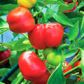 Pimento Pepper Seeds - 50 Count, Mild Sweet Capsicum annuum, Heirloom, Non-GMO, for Garden & Container Planting